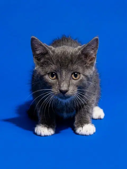 Jeff - Domestic Medium Hair