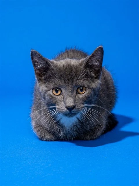 Kevin