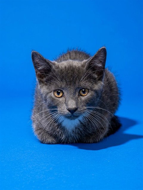 KEVIN, a cat for adoption from City of Jacksonville - Animal Care and Control Center