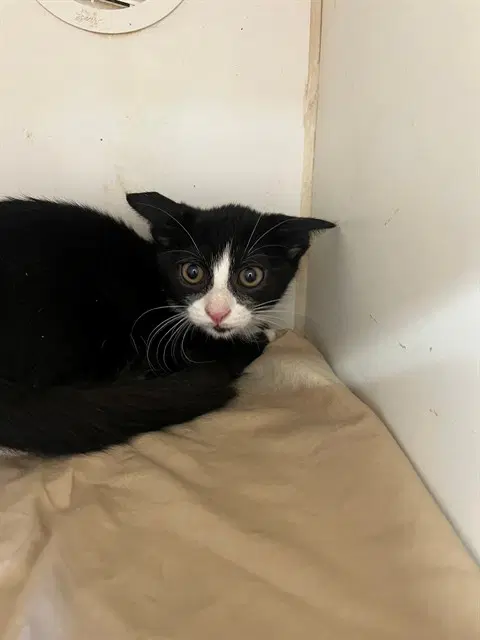 Nikki - Domestic Medium Hair