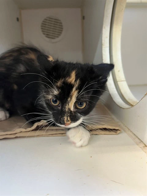 Coco