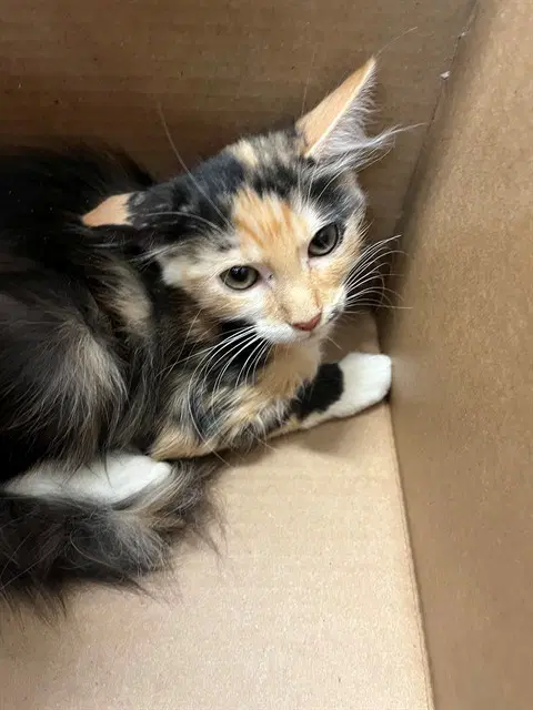 Skye - Domestic Medium Hair