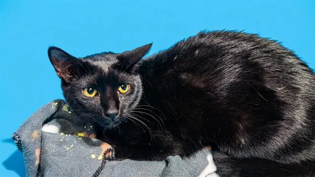 Bast - Domestic Medium Hair