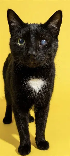 Glenn - Domestic Short Hair
