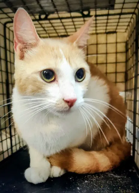 Ozzy Boy - Domestic Short Hair