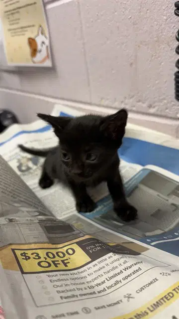 Scrappy - Domestic Medium Hair