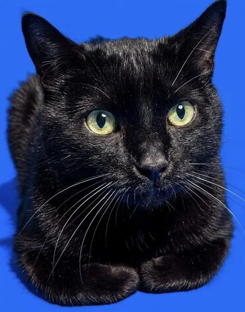 Sly - Domestic Short Hair