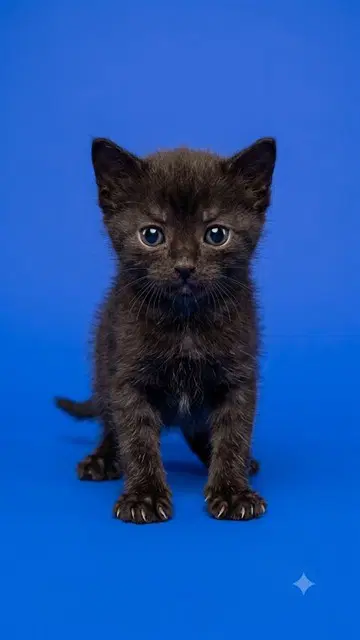Toothless - Domestic Short Hair