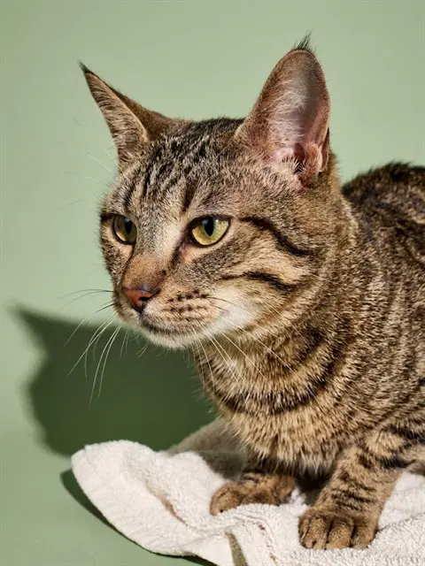 Max - Domestic Short Hair