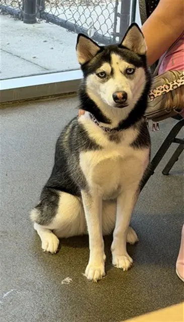 Kiara - Siberian Husky