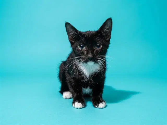 Ankh - Domestic Short Hair