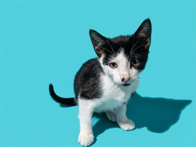 Mushu - Domestic Medium Hair