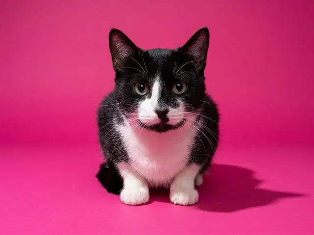 Flynn Rider - Domestic Medium Hair