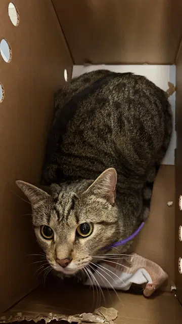 Penelope - Domestic Short Hair