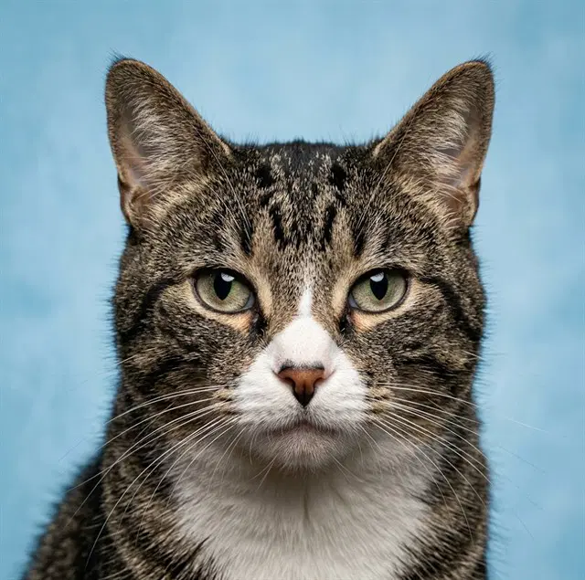 Tiger - Domestic Medium Hair