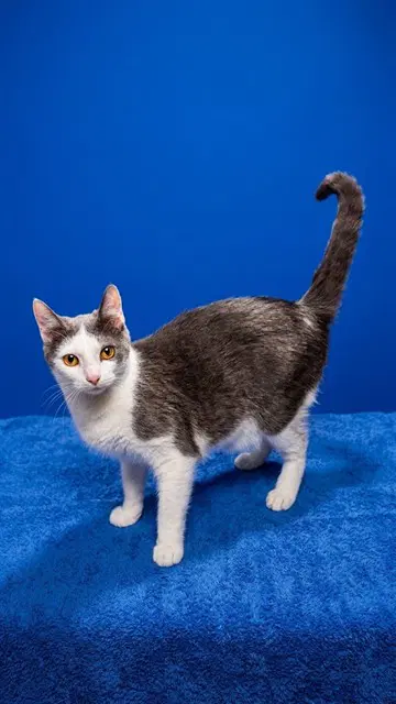 Tomato - Domestic Short Hair