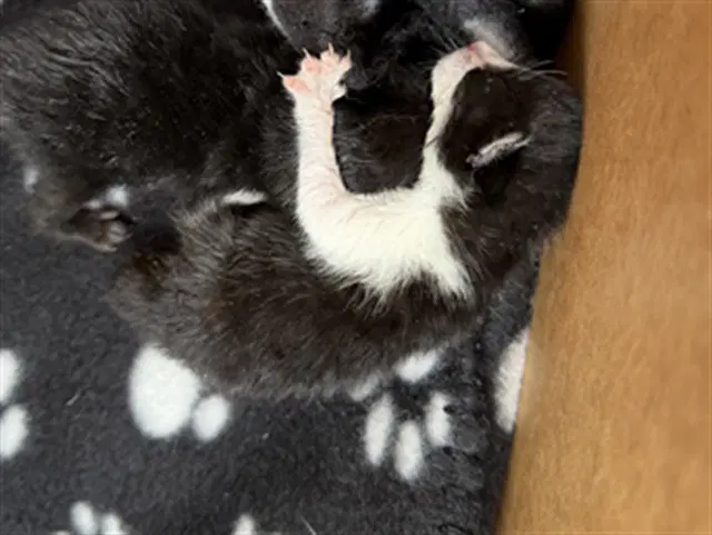 Bitsy Superkitty - Domestic Short Hair
