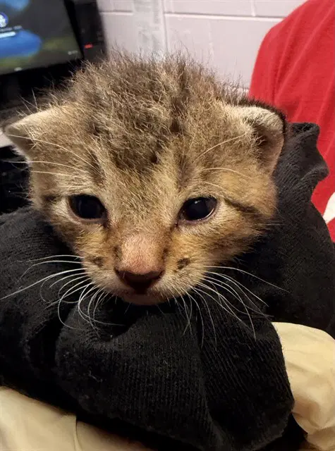 Finn - Domestic Short Hair