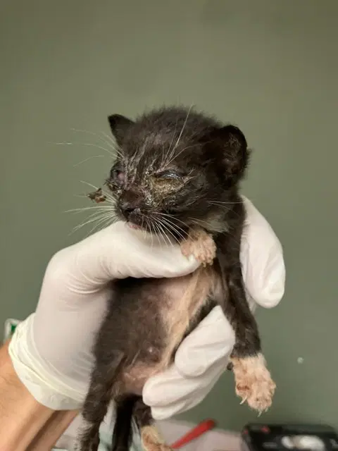 Unknown - Domestic Short Hair