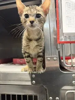 Pesto - Domestic Short Hair