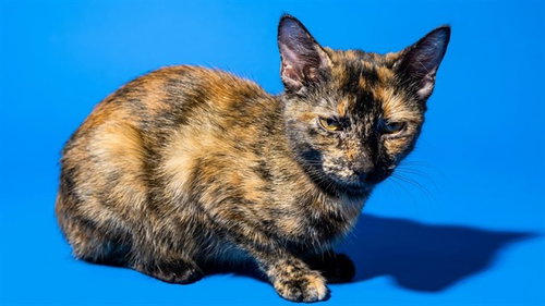 TALLY, a cat for adoption from City of Jacksonville - Animal Care and Control Center