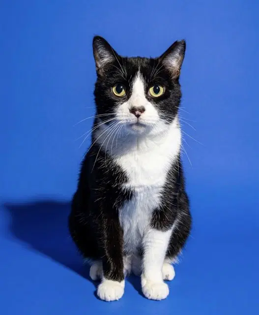 Rigby - Domestic Short Hair