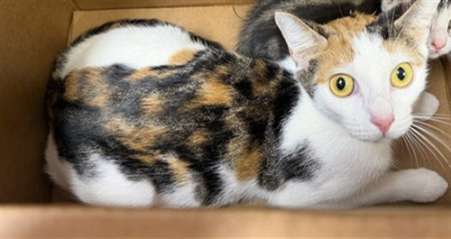 NYLA, a cat for adoption from City of Jacksonville - Animal Care and Control Center
