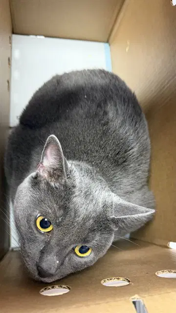 Blue - Domestic Short Hair