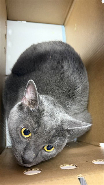 BLUE, a cat for adoption from City of Jacksonville - Animal Care and Control Center