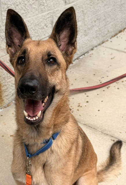 BRUCE, a dog for adoption from City of Jacksonville - Animal Care and Control Center