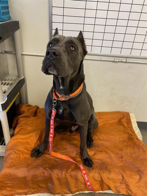 MAJOR, a dog for adoption from City of Jacksonville - Animal Care and Control Center