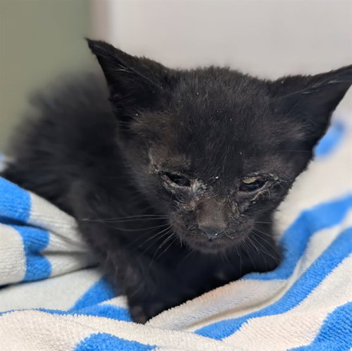 HERO, a cat for adoption from City of Jacksonville - Animal Care and Control Center
