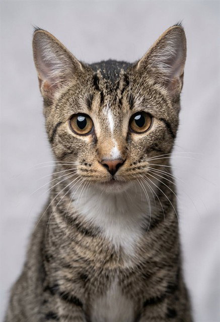 LACON, a cat for adoption from City of Jacksonville - Animal Care and Control Center