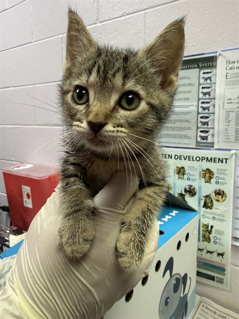 LAA-LAA, a cat for adoption from City of Jacksonville - Animal Care and Control Center