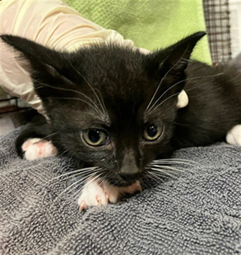 Eve, Domestic Short Hair