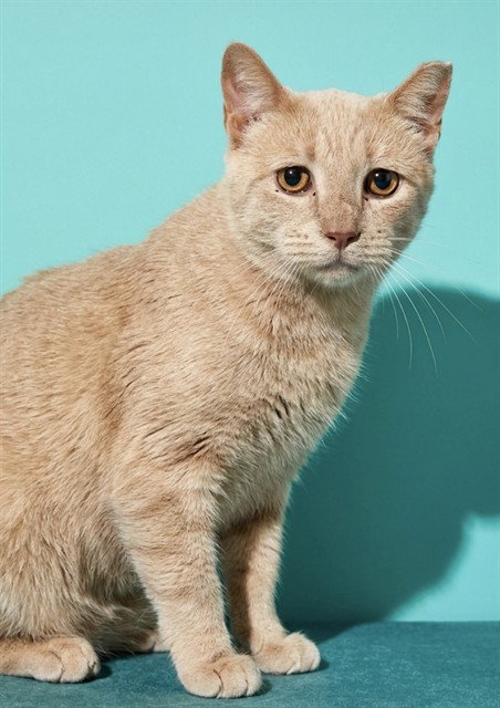 Ramano, Domestic Short Hair