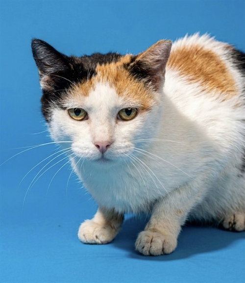 GLADYS, a cat for adoption from City of Jacksonville - Animal Care and Control Center