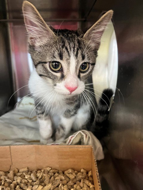 Rico, Domestic Medium Hair