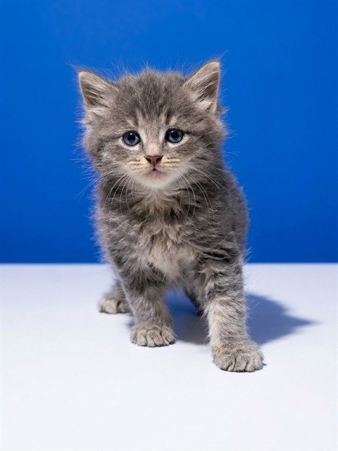 Marshall, Domestic Long Hair