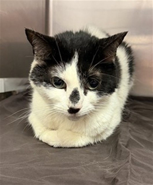 Pretty, Domestic Medium Hair