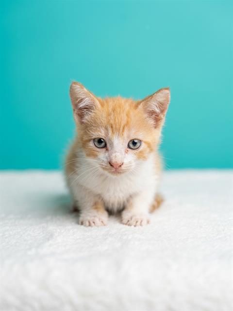 ORANGE CREAMSICLE, a cat for adoption from City of Jacksonville - Animal Care and Control Center