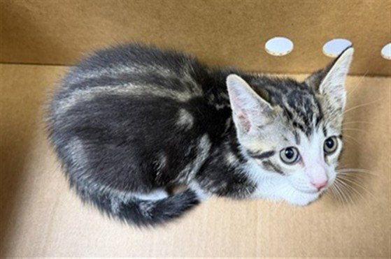 Pickle, Domestic Medium Hair
