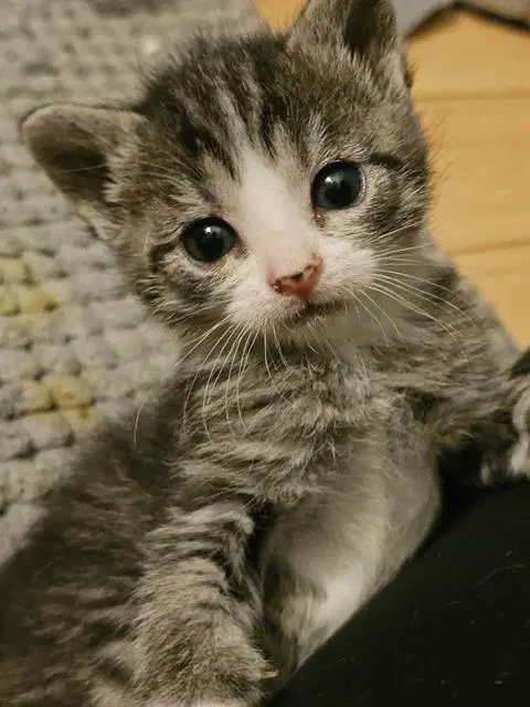 Anni-Frid - Domestic Short Hair