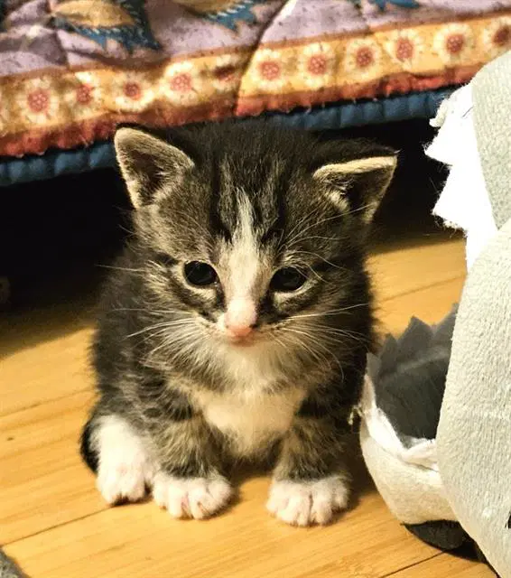Bjorn - Domestic Short Hair