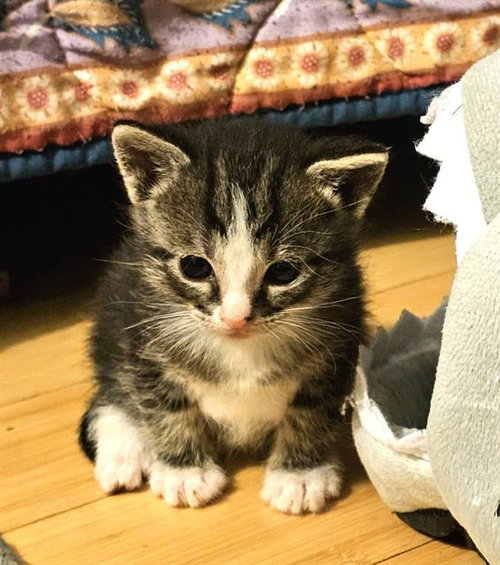 BJORN, a cat for adoption from City of Jacksonville - Animal Care and Control Center