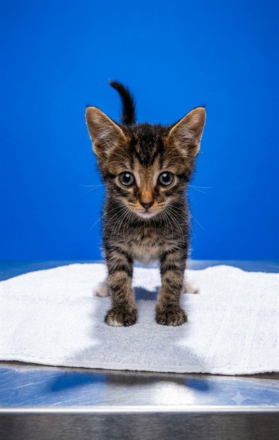 TACO SHELL, a cat for adoption from City of Jacksonville - Animal Care and Control Center