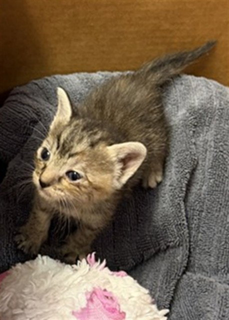 SUGAR BOMB, a cat for adoption from City of Jacksonville - Animal Care and Control Center