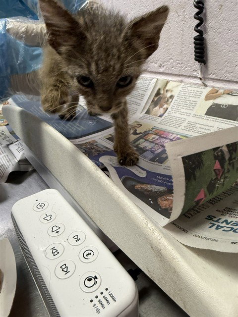 NICK MILLER, a cat for adoption from City of Jacksonville - Animal Care and Control Center