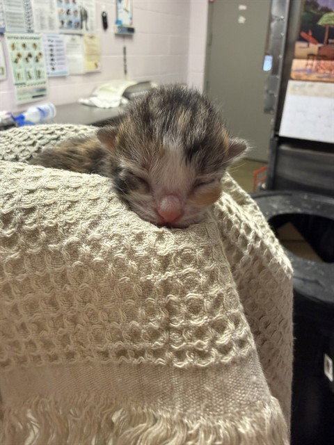 STUMP, a cat for adoption from City of Jacksonville - Animal Care and Control Center