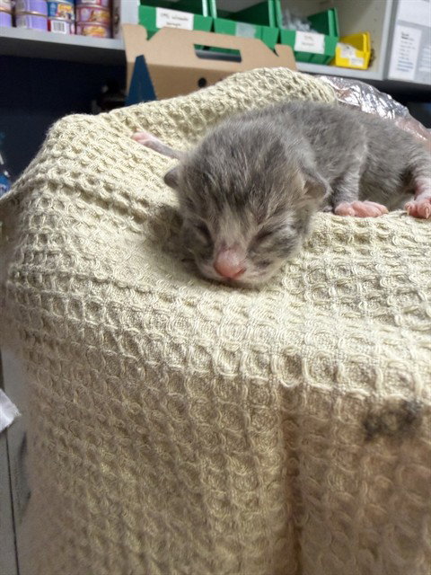 GREG, a cat for adoption from City of Jacksonville - Animal Care and Control Center